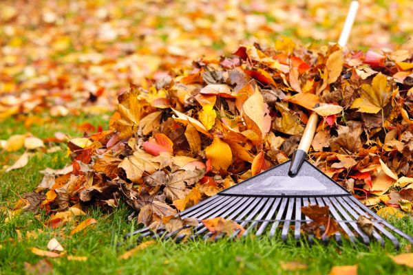 Cost of Leaves Removal in Riverton