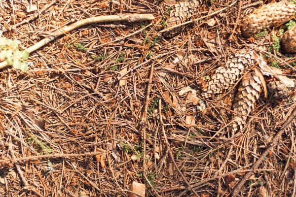Cost of Pine Needles Removal in Riverton