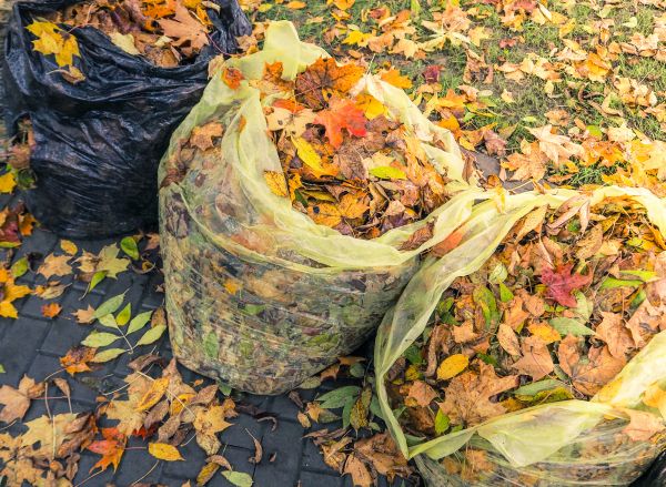 Yard Cleanup Service in Riverton
