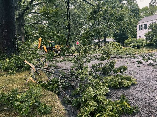 Tree Branch Disposal in Riverton