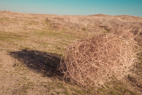 Tumbleweed Removal in Riverton