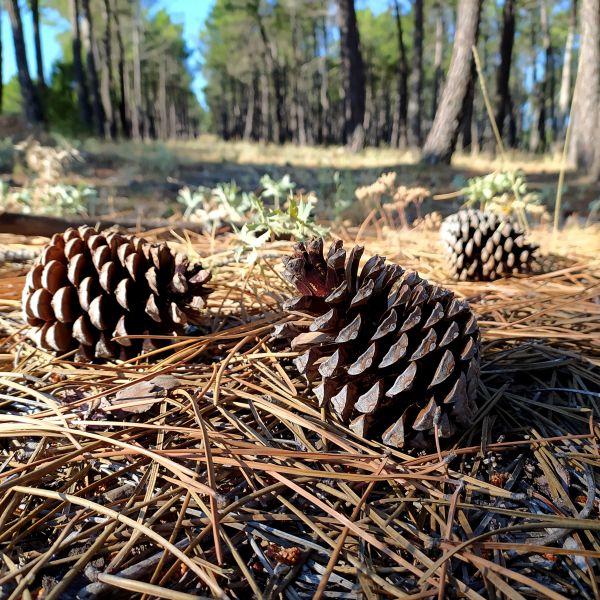 Cost of Pine Cone Removal in Riverton
