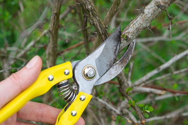 Limbs Removal in Riverton