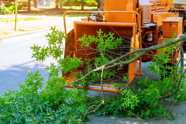 Tree Branches Removal in Riverton