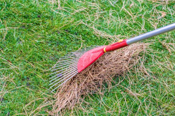 Yard Raking in Riverton