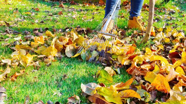 Lawn Cleanup Service in Riverton