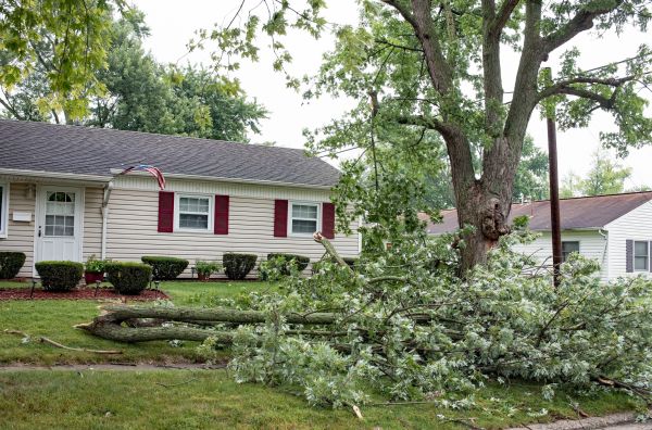 Fallen Branch Removal in Riverton