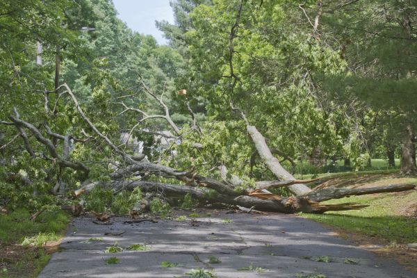 Tree Debris Removal in Riverton